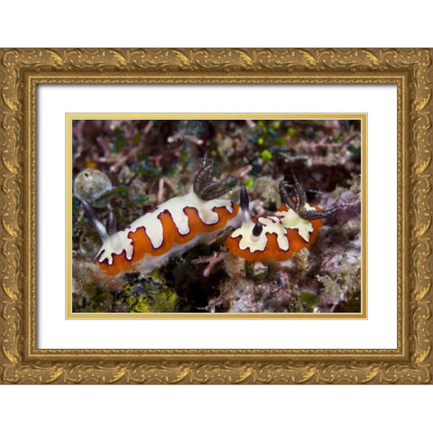 Indonesia, Lembeh Straits Two nudibranch feeding Gold Ornate Wood Framed Art Print with Double Matting by Shimlock, Jones