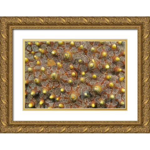 Indonesia, Lembeh Straits Tiny brittle stars Gold Ornate Wood Framed Art Print with Double Matting by Shimlock, Jones