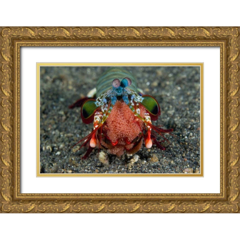 Indonesia Female Mantis shrimp with eggs Gold Ornate Wood Framed Art Print with Double Matting by Shimlock, Jones