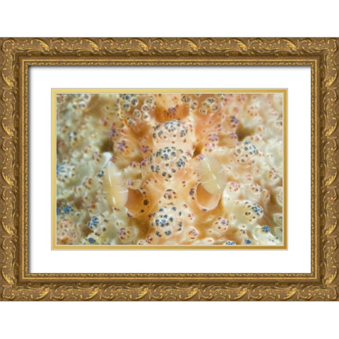Indonesia, Sulawesi Isl Two nudibranch on coral Gold Ornate Wood Framed Art Print with Double Matting by Shimlock, Jones