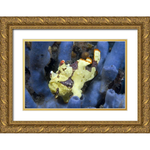 Indonesia, Lembeh Straits Anglerfish awaits prey Gold Ornate Wood Framed Art Print with Double Matting by Shimlock, Jones