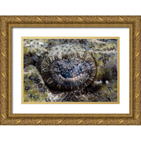 Indonesia, Lembeh Straits Eye of a crocodilefish Gold Ornate Wood Framed Art Print with Double Matting by Shimlock, Jones