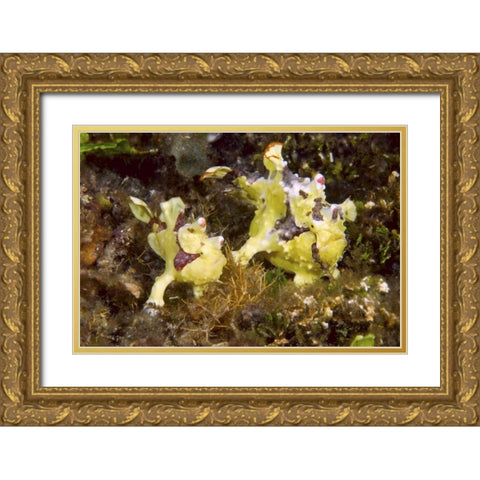 Indonesia, Lembeh Straits Anglerfish await prey Gold Ornate Wood Framed Art Print with Double Matting by Shimlock, Jones