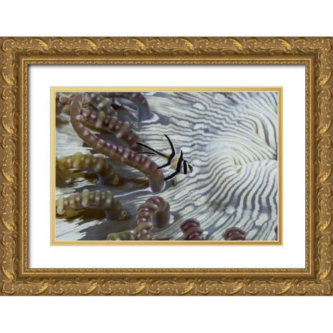 Indonesia, A banggi cardinalfish by sea anemone Gold Ornate Wood Framed Art Print with Double Matting by Shimlock, Jones