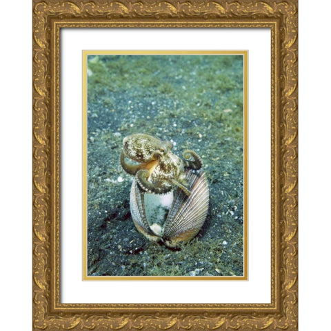 Indonesia, Lembeh Straits Octopus with a shell Gold Ornate Wood Framed Art Print with Double Matting by Shimlock, Jones