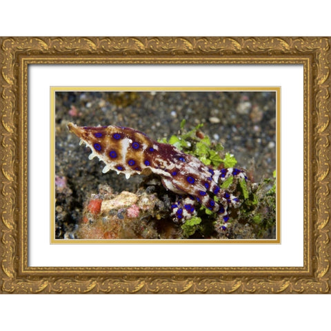 Indonesia, Lembeh Straits Blue- ring octopus Gold Ornate Wood Framed Art Print with Double Matting by Shimlock, Jones