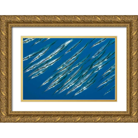 Indonesia, Sulawesi Isl, Manado Pipefish Gold Ornate Wood Framed Art Print with Double Matting by Shimlock, Jones