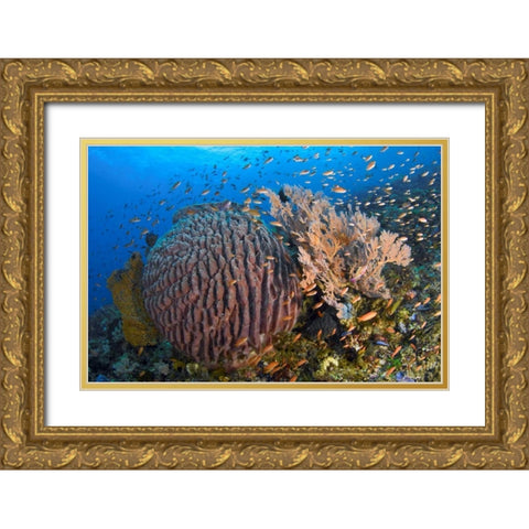 Indonesia, Pantar Island Gold Ornate Wood Framed Art Print with Double Matting by Shimlock, Jones