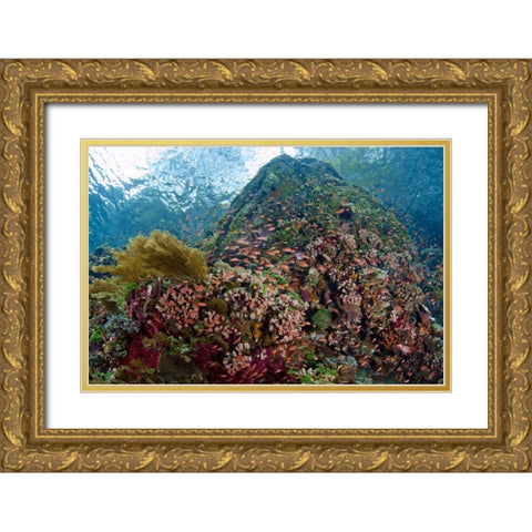 Indonesia, Pantar Island Anthia fish and reef Gold Ornate Wood Framed Art Print with Double Matting by Shimlock, Jones