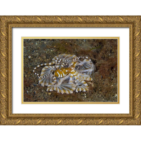 Indonesia, Pantar Island Long-arm octopus Gold Ornate Wood Framed Art Print with Double Matting by Shimlock, Jones