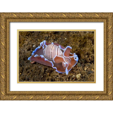 Indonesia, Pantar Isl Nocturnal mollusk in ocean Gold Ornate Wood Framed Art Print with Double Matting by Shimlock, Jones