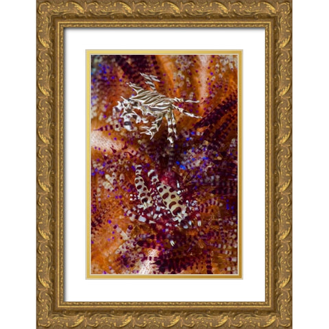 Indonesia, Adonara Isl Invertebrates and urchins Gold Ornate Wood Framed Art Print with Double Matting by Shimlock, Jones