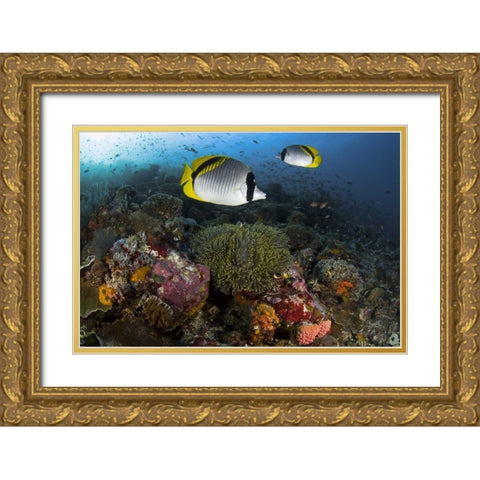 Indonesia, Komodo NP Lined butterflyfish Gold Ornate Wood Framed Art Print with Double Matting by Shimlock, Jones
