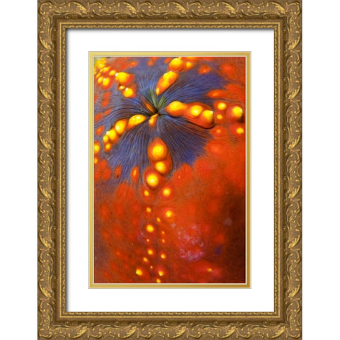 Indonesia, Komodo NP Sea cucumber variety Gold Ornate Wood Framed Art Print with Double Matting by Shimlock, Jones