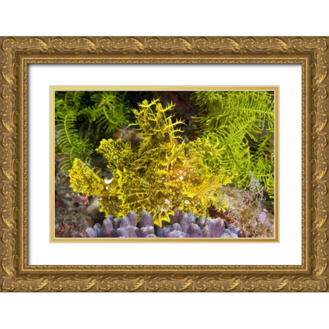 Indonesia, Komodo NP Weedy scorpionfish Gold Ornate Wood Framed Art Print with Double Matting by Shimlock, Jones