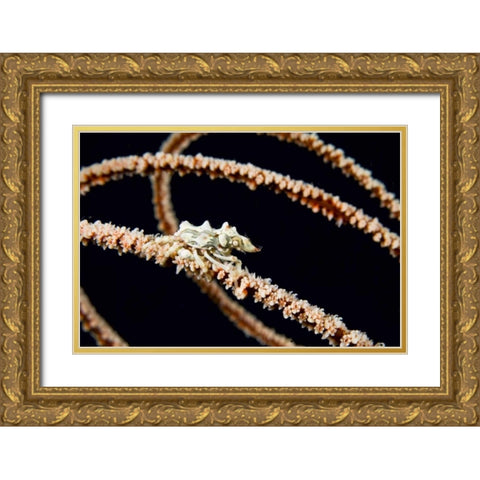 Indonesia, Komodo NP Wire coral crab on coral Gold Ornate Wood Framed Art Print with Double Matting by Shimlock, Jones