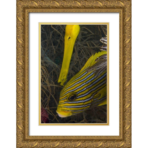 Indonesia A trumpetfish and sweetlip fish Gold Ornate Wood Framed Art Print with Double Matting by Shimlock, Jones
