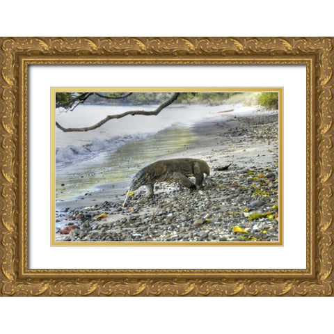 Komodo dragon on a beach, Komodo NP, Indonesia Gold Ornate Wood Framed Art Print with Double Matting by Shimlock, Jones