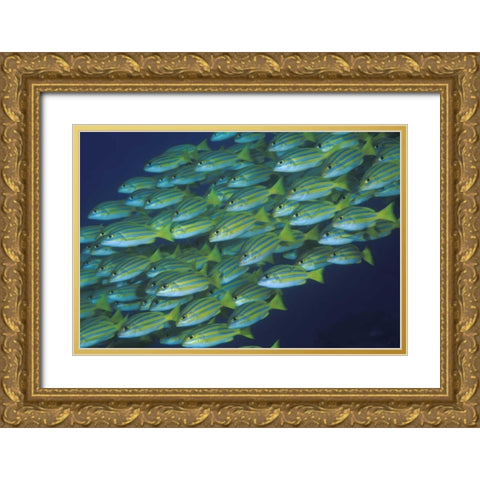 Indonesia, Komodo NP Schooling lined snappers Gold Ornate Wood Framed Art Print with Double Matting by Shimlock, Jones