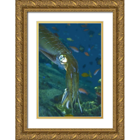 Close-up of a squid, Lembata Island, Indonesia Gold Ornate Wood Framed Art Print with Double Matting by Shimlock, Jones