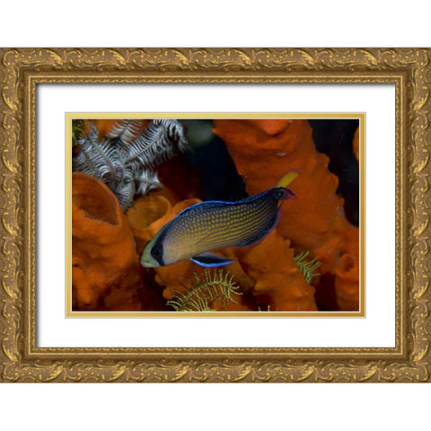 Indonesia, Papua, Raja Ampat Dottyback fish Gold Ornate Wood Framed Art Print with Double Matting by Shimlock, Jones