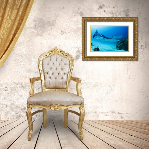 Indonesia, Papua, Manta Point Two manta rays Gold Ornate Wood Framed Art Print with Double Matting by Shimlock, Jones