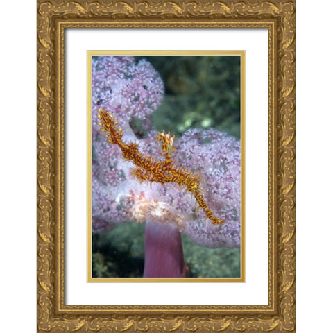 Indonesia, Papua, Raja Ampat Pipefish swimming Gold Ornate Wood Framed Art Print with Double Matting by Shimlock, Jones