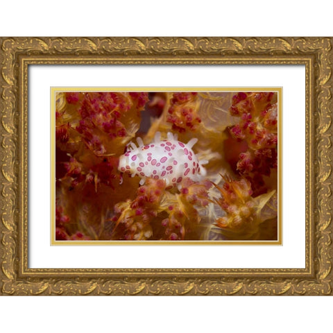 Indonesia, New Guinea Island Cowry mollusks Gold Ornate Wood Framed Art Print with Double Matting by Shimlock, Jones
