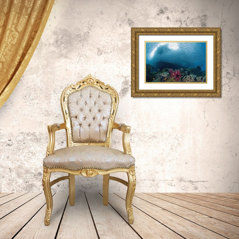 Indonesia School of silvery baitfish over coral Gold Ornate Wood Framed Art Print with Double Matting by Shimlock, Jones