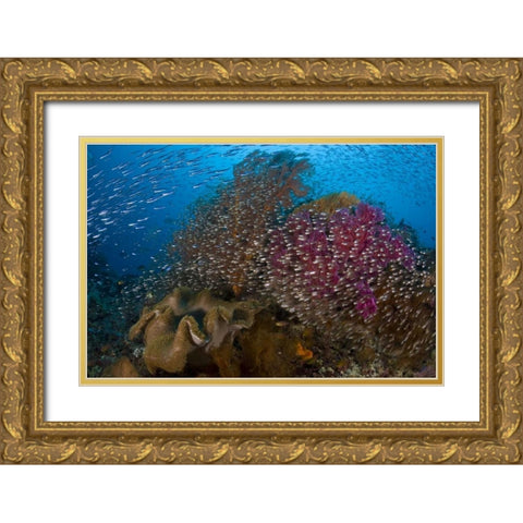 Indonesia Silvery glassfish swim past coral Gold Ornate Wood Framed Art Print with Double Matting by Shimlock, Jones