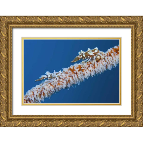 Indonesia, Komodo NP Wire coral crabs on coral Gold Ornate Wood Framed Art Print with Double Matting by Shimlock, Jones