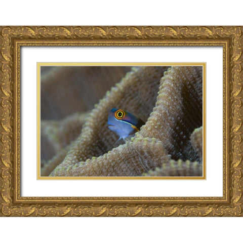Blenny fish inside coral reef, Indonesia Gold Ornate Wood Framed Art Print with Double Matting by Shimlock, Jones