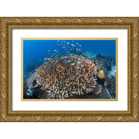 Indonesia Diverse, coral reef marine ecosystem Gold Ornate Wood Framed Art Print with Double Matting by Shimlock, Jones