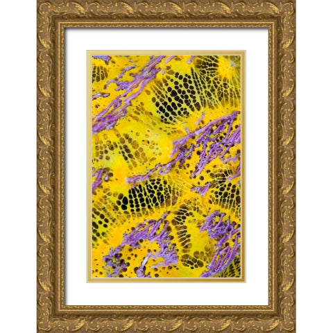 Colorful sponge, Raja Ampat, Indonesia Gold Ornate Wood Framed Art Print with Double Matting by Shimlock, Jones