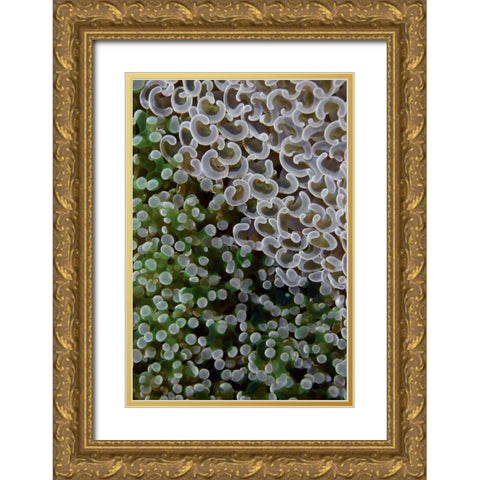 Hard corals on reef, Ayau Island, Indonesia Gold Ornate Wood Framed Art Print with Double Matting by Shimlock, Jones