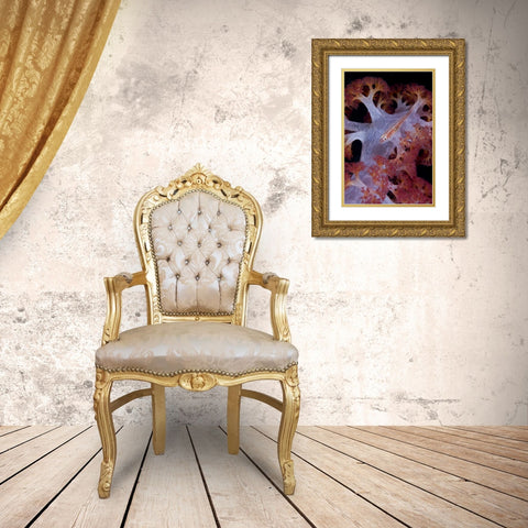 Indonesia Goby fish by pink soft coral Gold Ornate Wood Framed Art Print with Double Matting by Shimlock, Jones