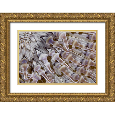 Ringed anemone, Raja Ampat, Indonesia Gold Ornate Wood Framed Art Print with Double Matting by Shimlock, Jones