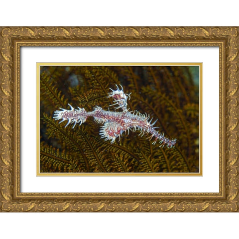 Ghost pipefish, Raja Ampat, Indonesia Gold Ornate Wood Framed Art Print with Double Matting by Shimlock, Jones