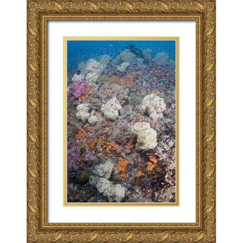 Indonesia Schooling fish swim past diverse reef Gold Ornate Wood Framed Art Print with Double Matting by Shimlock, Jones