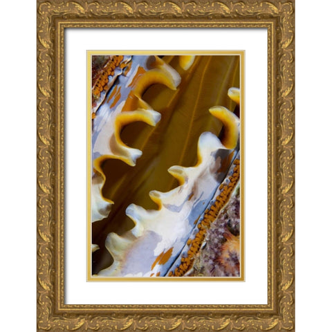 Oyster shell, Raja Ampat, Indonesia Gold Ornate Wood Framed Art Print with Double Matting by Shimlock, Jones