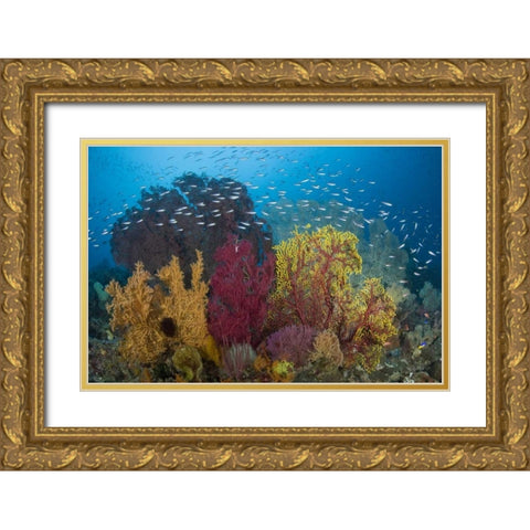 Indonesia Coral reef marine ecosystem Gold Ornate Wood Framed Art Print with Double Matting by Shimlock, Jones