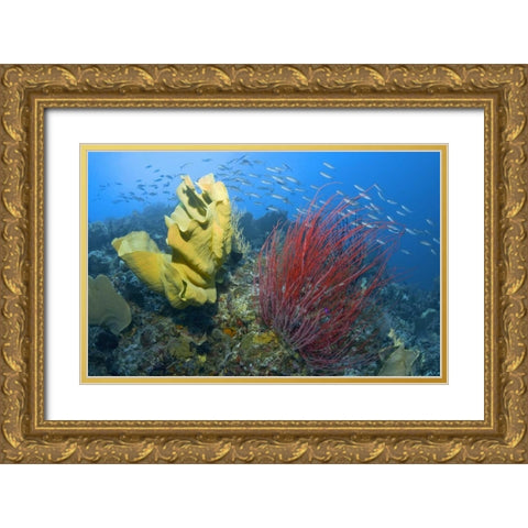 Indonesia, Raja Ampat Gold Ornate Wood Framed Art Print with Double Matting by Shimlock, Jones