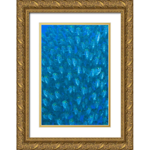 Indonesia, Raja Ampat Schooling ox-eyed scad Gold Ornate Wood Framed Art Print with Double Matting by Shimlock, Jones
