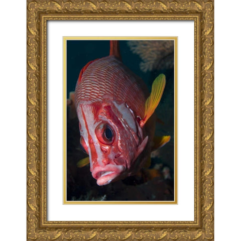 Indonesia, Raja Ampat Close-up of squirrelfish Gold Ornate Wood Framed Art Print with Double Matting by Shimlock, Jones