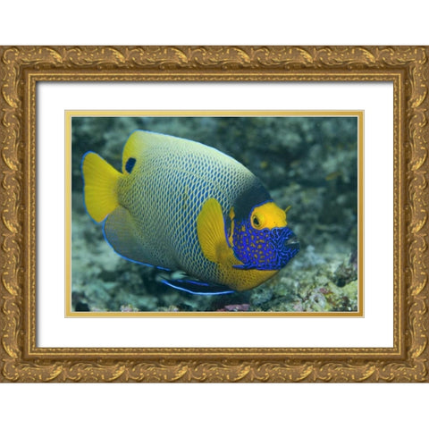 Colorful Emperor Angelfish, Raja Ampat, Indonesia Gold Ornate Wood Framed Art Print with Double Matting by Shimlock, Jones