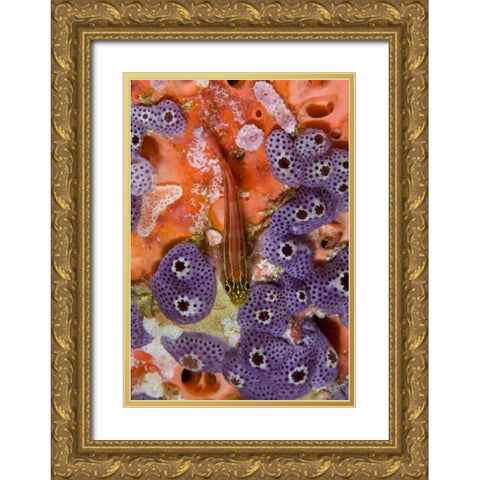 Triplefin fish swimming by sea squirt, Indonesia Gold Ornate Wood Framed Art Print with Double Matting by Shimlock, Jones