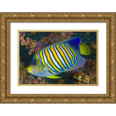 Regal angelfish, Raja Ampat, Indonesia Gold Ornate Wood Framed Art Print with Double Matting by Shimlock, Jones