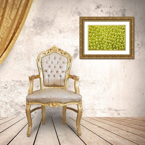Sea squirt colony, Raja Ampat, Indonesia Gold Ornate Wood Framed Art Print with Double Matting by Shimlock, Jones