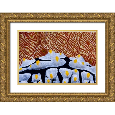Nudibranch crawling past sea cucumber, Indonesia Gold Ornate Wood Framed Art Print with Double Matting by Shimlock, Jones