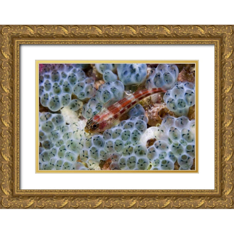 Triplefin fish swimming by sea squirt, Indonesia Gold Ornate Wood Framed Art Print with Double Matting by Shimlock, Jones